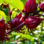5 Manfaat Bunga Rosella Hibiscus Sabdariffa Flos