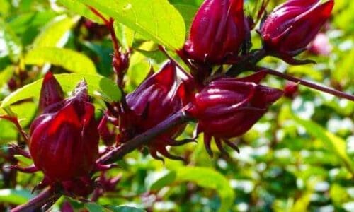 Bunga Rosella Hibiscus Sabdariffa Flos