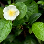 Camellia Sinensis Folium Ekstrak