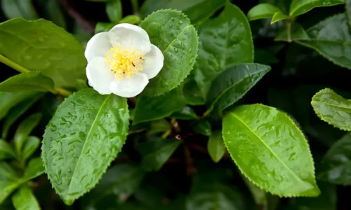 Camellia Sinensis Folium Ekstrak