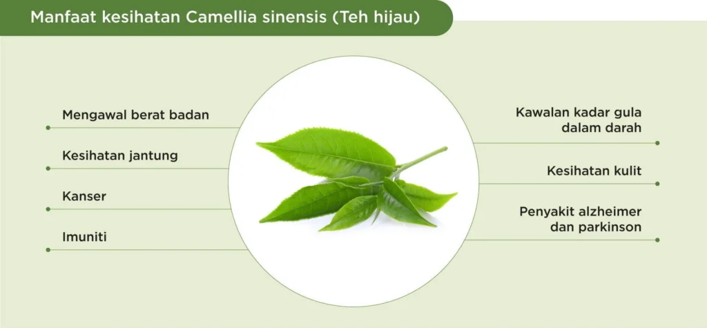 Camellia Sinensis Folium Ekstrak