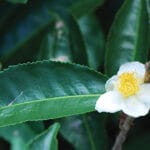 5 Jenis Teh Ini Terbuat dari Daun Camellia Sinensis