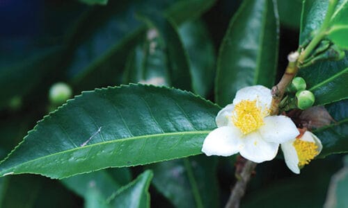 Daun Camellia Sinensis