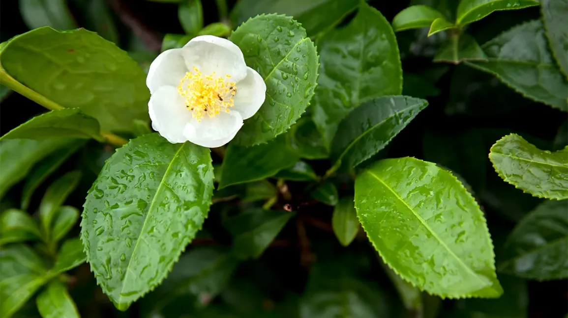 Daun Camellia Sinensis