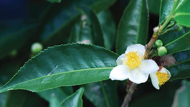 Daun Camellia Sinensis