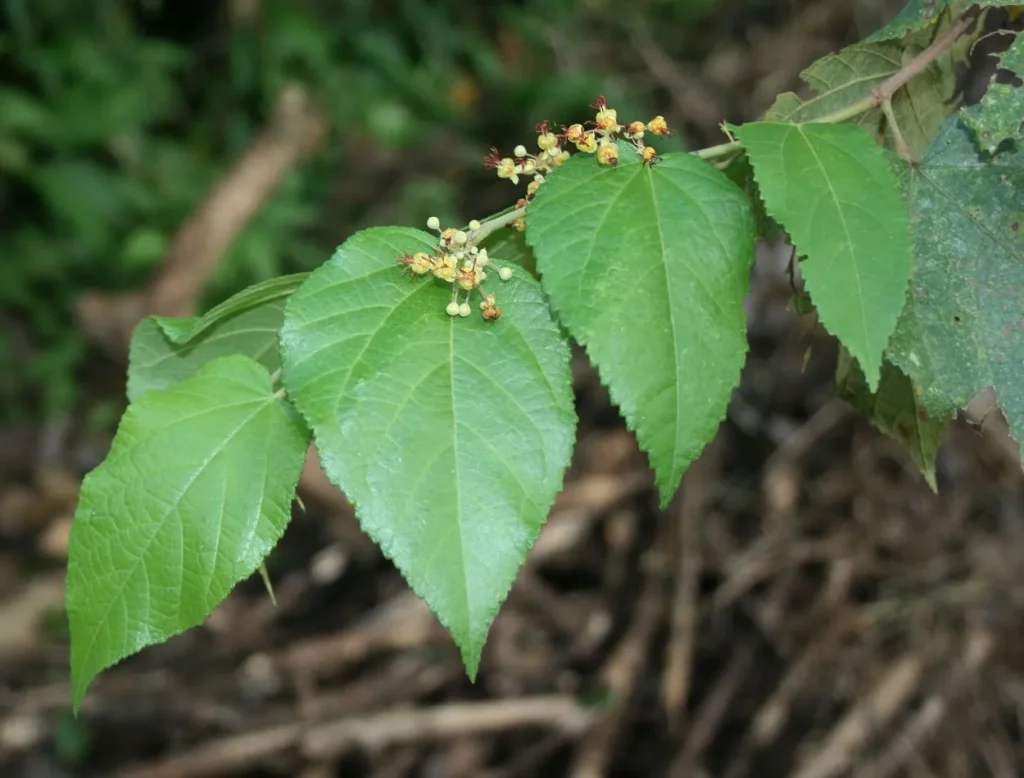 Khasiat Daun Jati Belanda Guazumae Ulmifoliae Folium