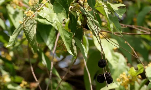 Khasiat Daun Jati Belanda Guazumae Ulmifoliae Folium