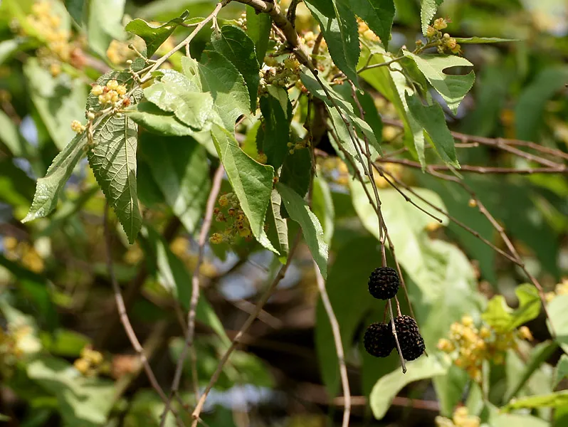 Khasiat Daun Jati Belanda Guazumae Ulmifoliae Folium