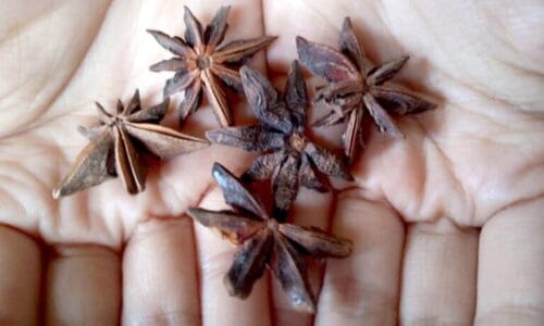 Bunga Lawang/Illicium Verum Flos