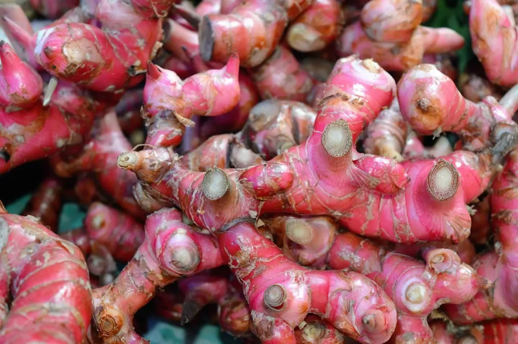 Jahe Merah/Zingiber Officinale Rhizoma