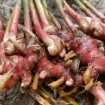 5 Manfaat Jahe Merah/Zingiber Officinale Rhizoma Bagi Kesehatan