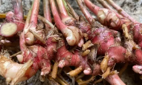 Jahe Merah/Zingiber Officinale Rhizoma
