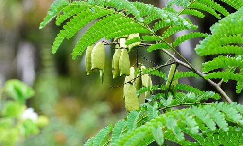 Kayu Secang_Caesalpina Sappan Lignum