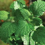 5 Manfaat Daun Mentha Piperita Folium Untuk Kesehatan