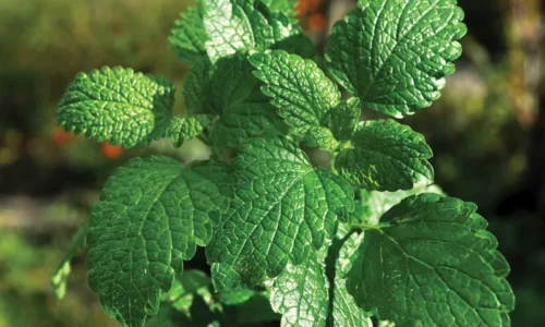 Mentha Piperita Folium