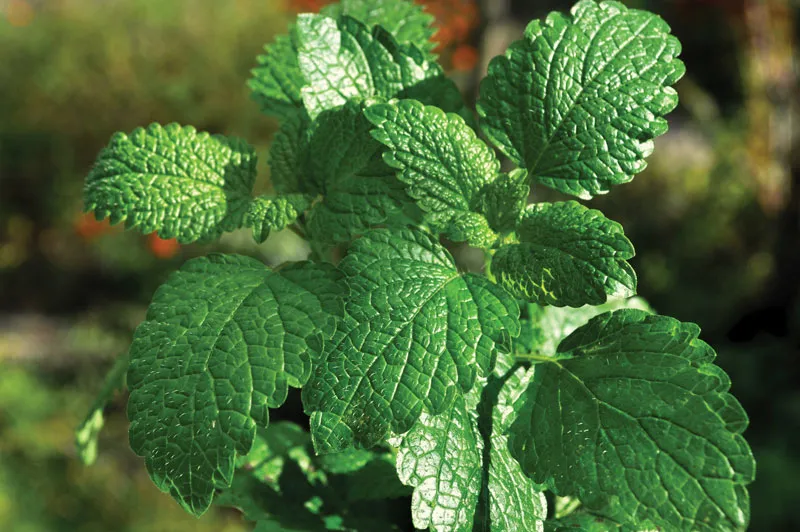 Mentha Piperita Folium
